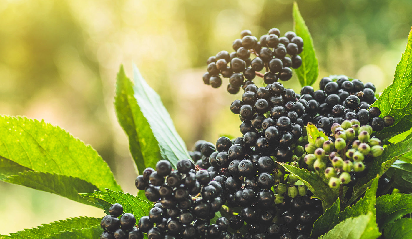 Does elderberry help immune system?