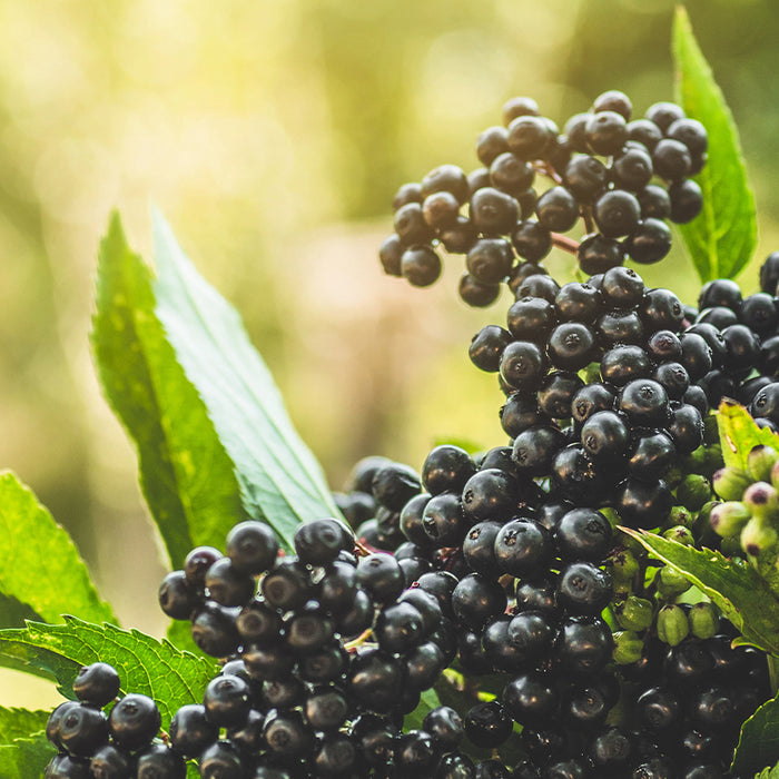 Does elderberry help immune system?