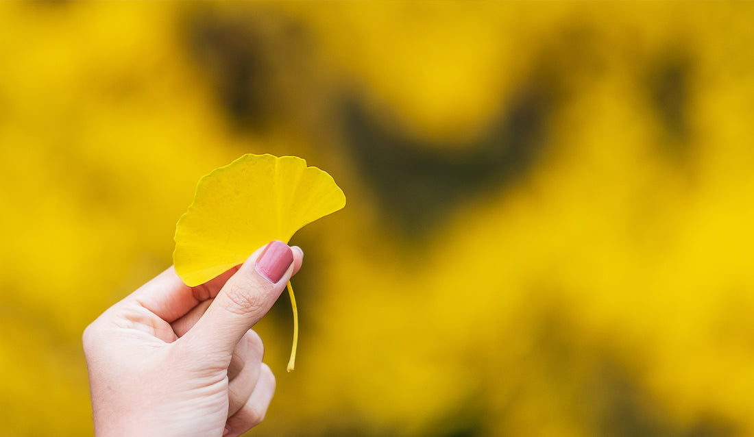 7 Benefits of Ginkgo Biloba