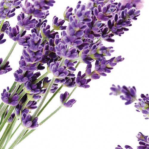 dr. Organic Lavender Deodorant 50ml